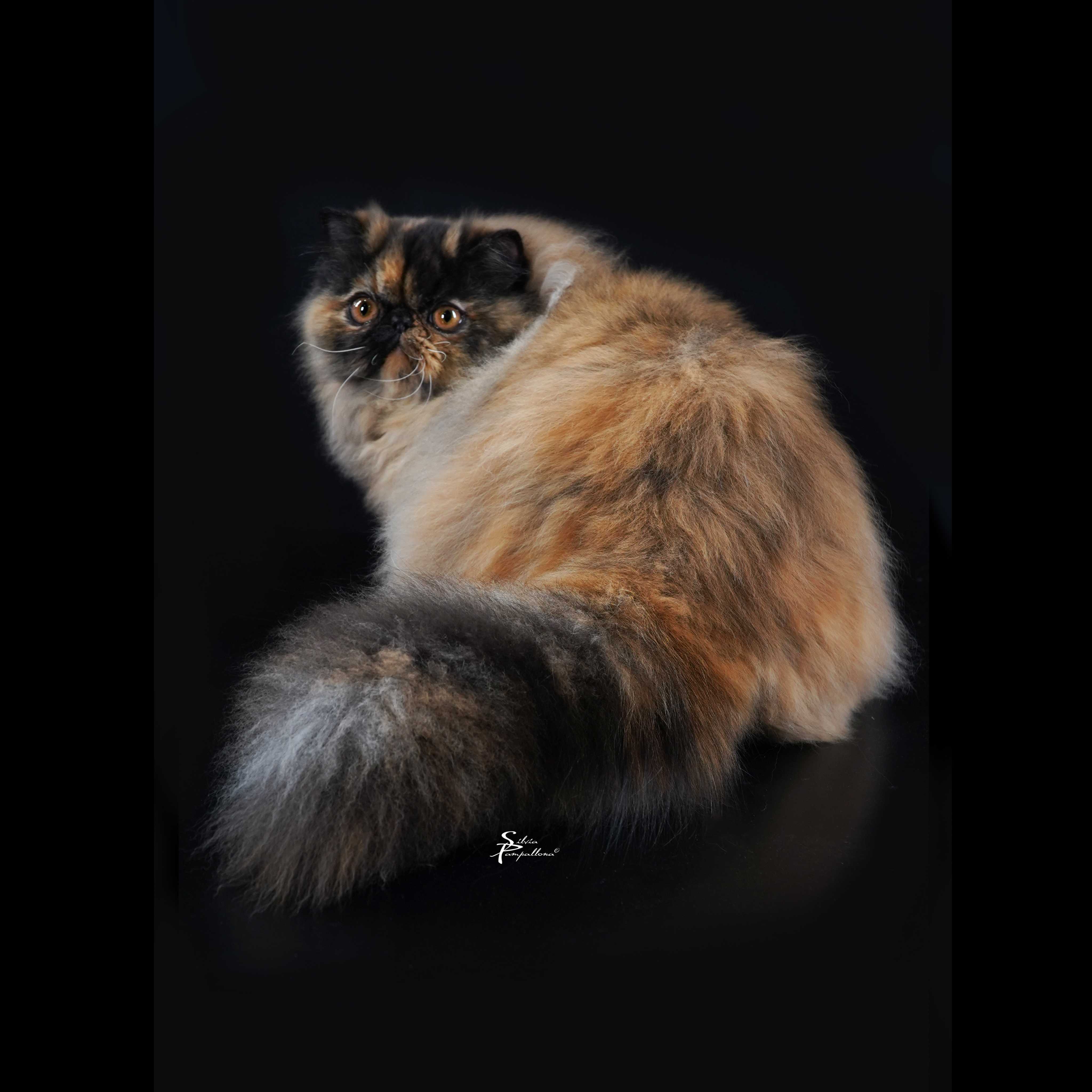 Persiano